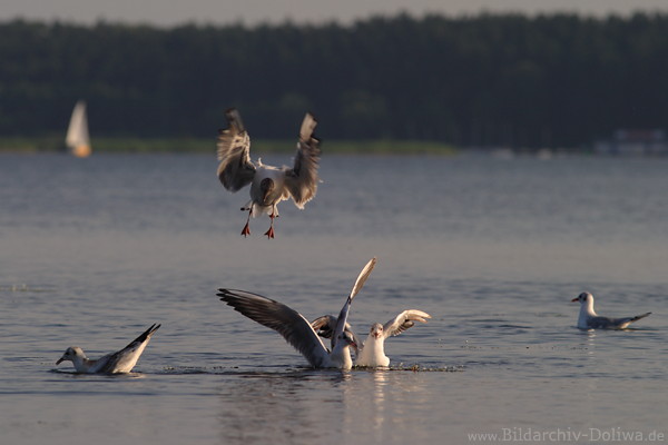 Mwe-Flugbild in Luft hngen ber Wasser Seetafel schwimmende Seeschwalben in Abendlicht