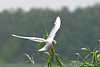 Moewe84_ Lachmwe Flugportrt Naturbild fliegend in Luft vor Grn-Schilf hngen