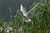 Moewe95_ Weivogel Aktionbild Lachmwe Flugportrt vor Grn-Schilf hngend am See