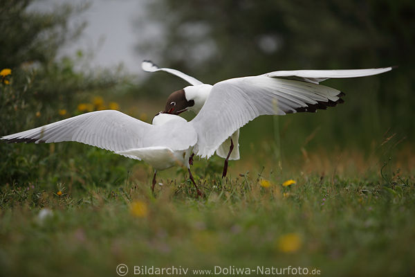 Mwenkampf Bild ringende Kstenvgel auf Grnwiese aggressiv Streitigkeiten