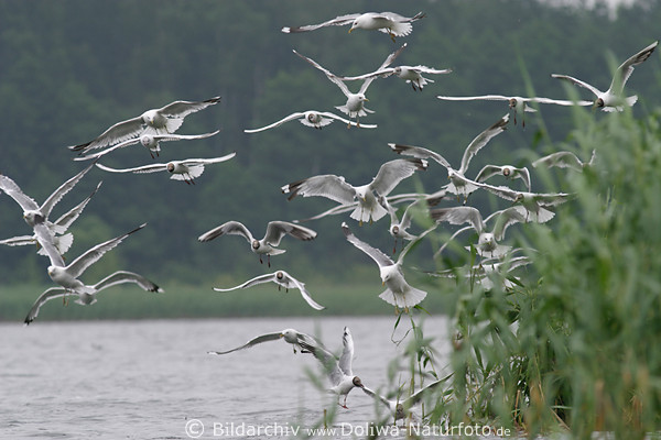 Mwenschwarm Flug Scharrvgel