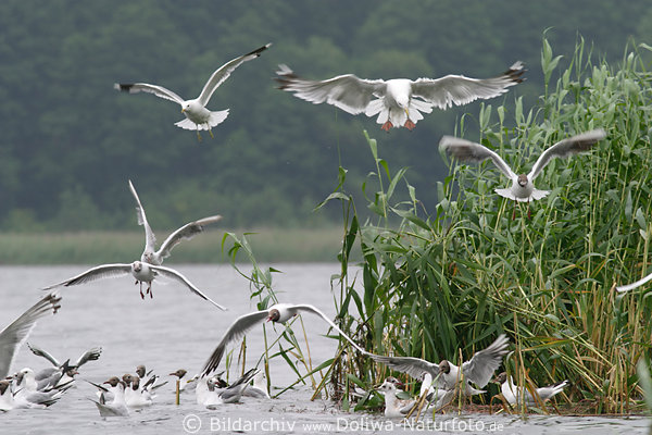 Mwenscharren Wasservgel Bild Fischfang im Wasser am Schilf schwrmen im Flug