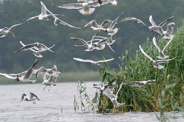Scharren von Mwen schwrmend ber Fische im Wasser Flug Vgelbild Aktion am Seeschilf