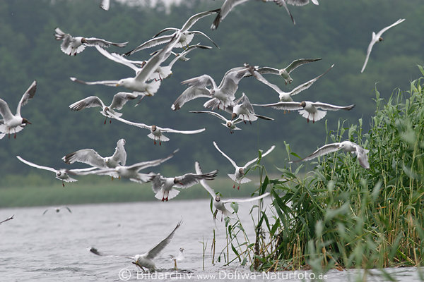 Möwen-Schwarm Wasservögel Naturbilder am Seeschilf schwärmen Scharren-Anflug