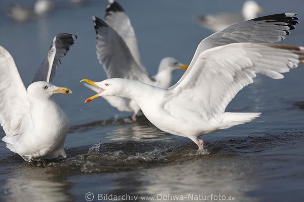 Mwenstreit Schnabelattacke Mwenschreie