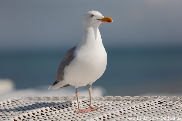 Ostseemwe Nahfoto hbscher Strandvogel Grossportrait Image 230531 Mwenbild