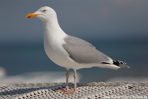 Ostseemwe seitliches Nahportrait Strandkorbmwe hbsches Bild Silbermwe mit Rotfleck-Gelbschnabel
