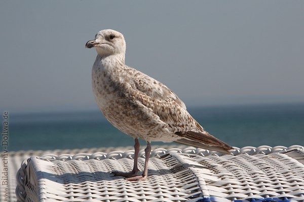 Seemwe Nahfoto Vogelbild seitlich auf Strandkorbgeflecht weibraune Mwenart 230520 Groportrait
