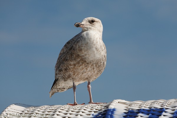 Seemwe Nahfoto Grossportrait auf Korbgeflecht weibraune Mwenart 230515 Vogelbild