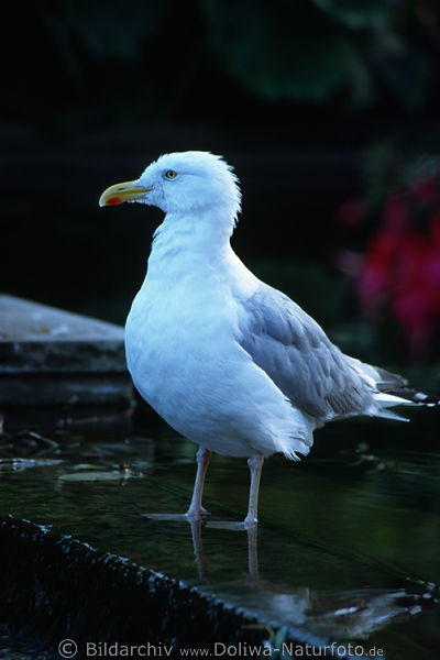 Silbermwe Vogel-Portrait Larus argentatus Mwenbild Vogelfoto