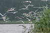 Moewe69_ Möwenschwarm Flugfoto Wasser Scharrvögel Fischfang Aktion am Schilf Naturbild