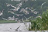 Moewe72_ Möwen-Schwarm Wasservögel Naturbilder am Seeschilf schwärmen Scharren-Anflug