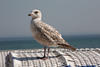 Seemöwe Nahfoto Vogelbild seitlich auf Strandkorbgeflecht weißbraune Möwenart 230520 Großportrait