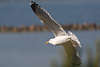 804602_ Möwenflug Vogelfoto am Seeufer weisse Silbermöwe Flügelbreite ganz in Sonne