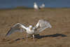 804647_Möwe Hochflügel auf Füßen im Sand stehen Meer Küstenvogel Bild Naturporträt
