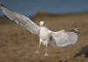 Möwe Vogelflug Bodenlandung auf Füße Flügelbreite Foto schweben frontal Porträt