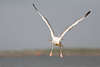 804654_ Möwe Seevogel Sturzflugfoto Flügel am Himmel Meerküste weiss Silbermöwe in Luft hängen