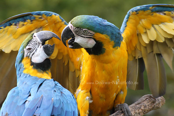 Papageien Zrtlichkeit gelb-blau Vgel Gesprch krumme Schnbel vor Kuss Aras Paar