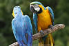 Papageien Paar Vögel Ara’s Arakanga im Gespräch