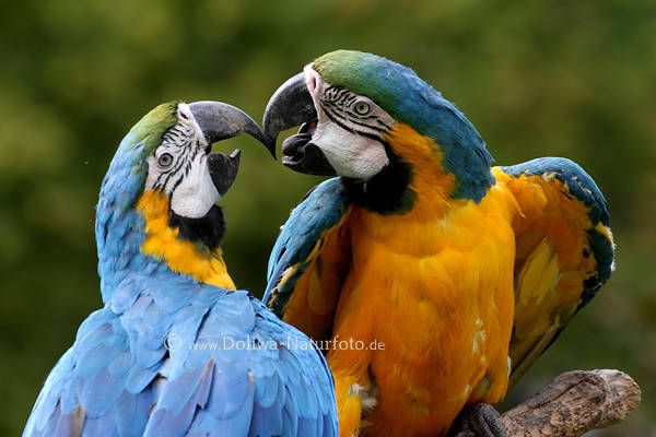 Papageien Schnäbel-Kuss Vögel Liebespaar blau-gelb Gefieder