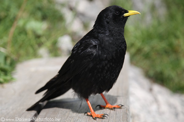 Alpendohle Bild Merkmale in Nahportrt: Schwarzgefieder Gelbschnabel rote Beine mit Krallen