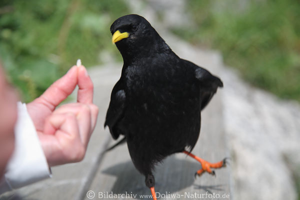 Alpendohle lustiges Foto Kralle in Schritt gehen will Essbares schnappen aus Handfinger Brotkrmmel holen