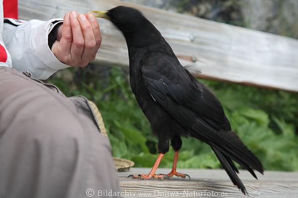 Wilde Alpendohle frisst aus der Hand Fingern in Foto auf Bank stehend