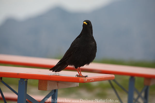 Rabenvogel Alpendohle auf Tisch Terrasse Berggaststtte Besuch Wanderhtte