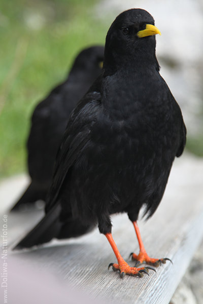 Alpendohle Foto Krähenart Paar schwarze Rabenvögel Krallen an Rotbeinen