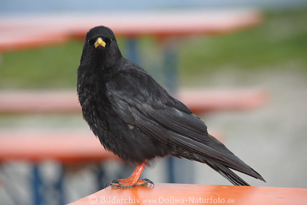Alpendohle Schwarzvogel Portrt stehend Augenblick
