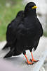 Alpendohle Foto Krähenart Paar schwarze Rabenvögel Krallen an Rotbeinen gelber Schnabel