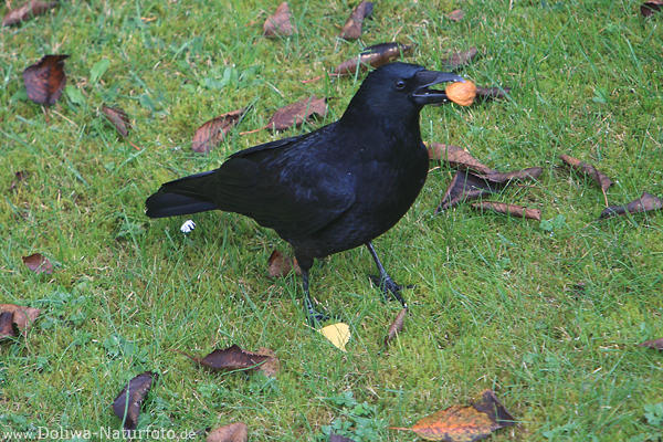 Rabenkrhe Schwarzvogel mit Futterfund Nussschale im Schnabel stehend auf Wiese