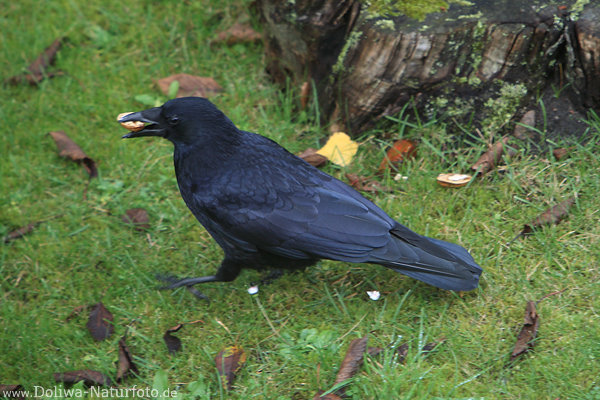 Rabenkrhe Schwarzvogel mit Nuss im Schnabel auf Wiese hnelt dem Kolkraben