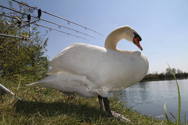 Grovogel Schwan Bild am Seeufer unter Angelruten Wasserblick in Gras stehen