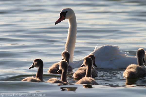 Schwan Kken in Wasserwelle schwimmende Seevgel
