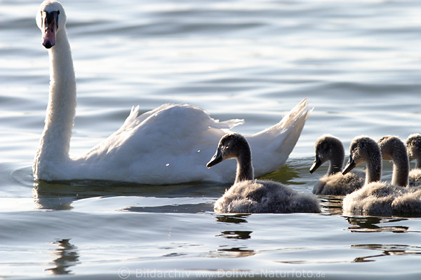 Schwan Kken Seevgel schwimmen auf Wasserwelle