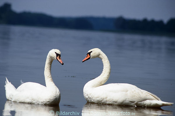 Schwne Liebespaar auf See elegante Wasservgel