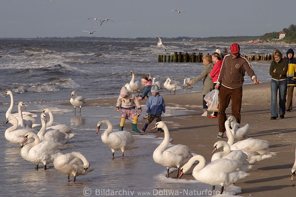 Schwne Gruppenbild mit Menschen Kinder am Ostseekste Strand Tier-Mensch Vgel Begegnung