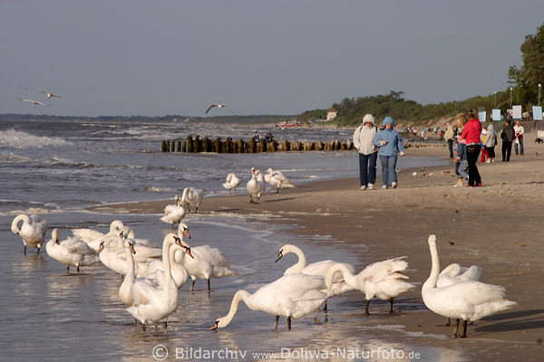 Schwne Vgel Ostseekste Strand Wasser Menschen Natur spazieren