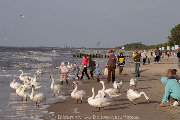 Schwanengruppe Bild an Kste Vgel Kinder treffen, fttern gefiederte Tiere Mensch-Tierbegegnung