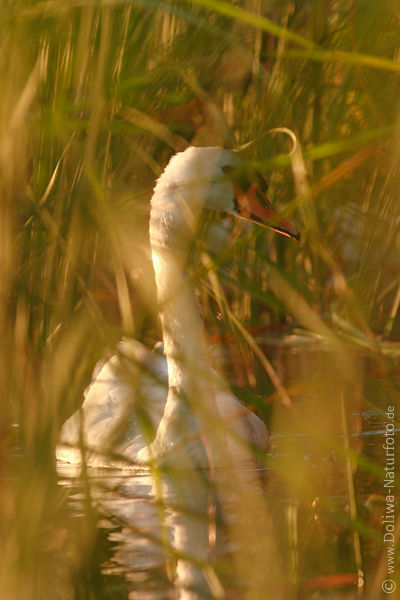Schilf-Wildschwan in Grser Abendlicht