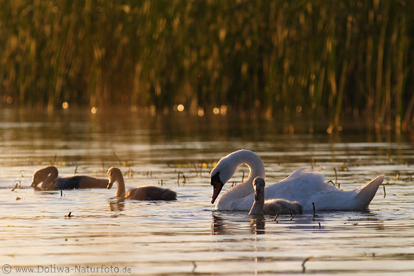 Schwanvgel am Schilf Seewasser Lichtstimmung