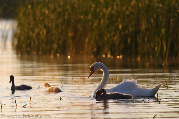 Weischwan Jungvgel graue Kken