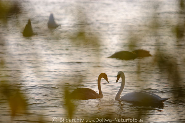 Schwne Paare Tauchgang im Wasser Vgel verwischtes Naturbild durch Bltter