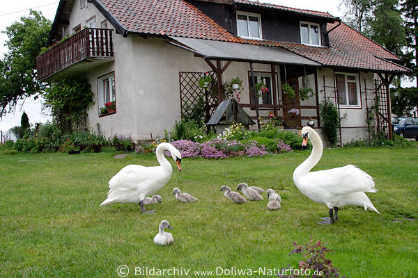 Schwanenfamilie Foto Besuch auf Bauernhofwiese in Masuren wilde Schwne Kken