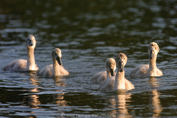 Schwanenjungen graue Wasservgel