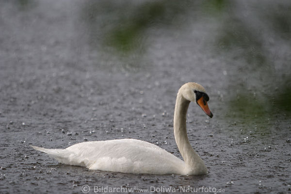 Weischwan in Regen Foto auf See Wasservogel Naturbild in Regentropfen schwimmen