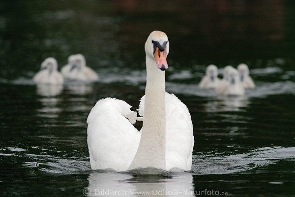 Schwan in Machopose Eleganz auf Wasser Weivogel Seefoto+Paar Tierkinder Gruppen