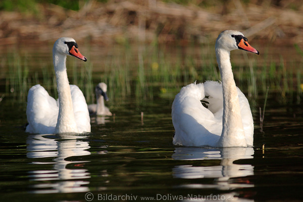 Schwne Eleganz auf See Vogelpaar mit Jungen