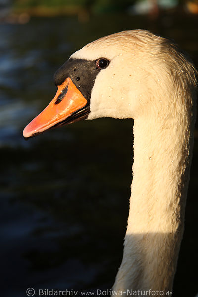 Schwan langes Hals Bild Schwanenhals Vogelblick Foto auf See vor Wasser in Abendlicht